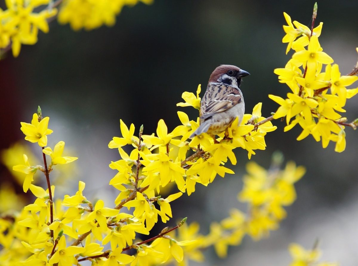 À quelle fréquence devez-vous arroser le forsythia?