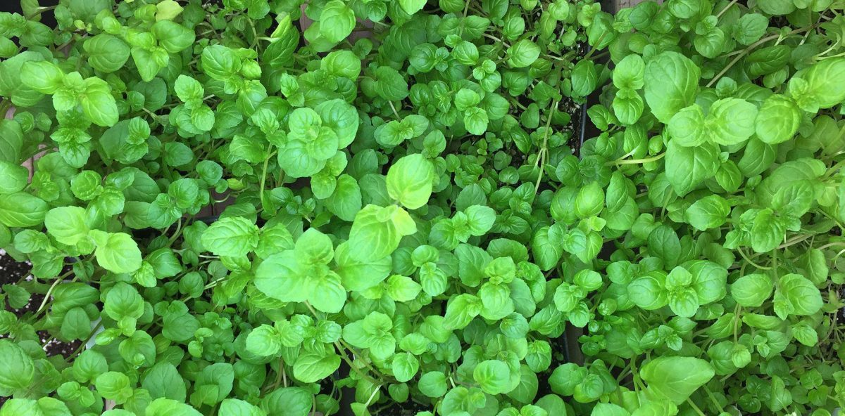À quelle fréquence devriez-vous arroser Creeping Jenny?