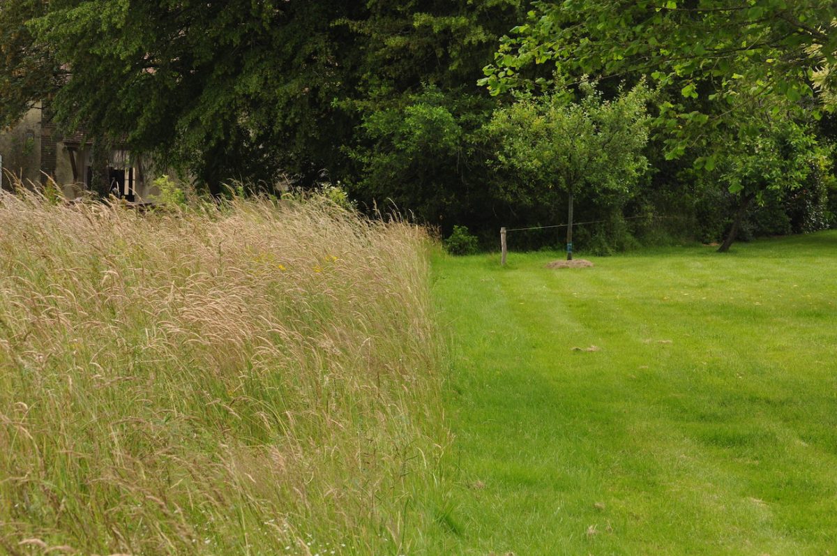 À quelle fréquence devriez-vous arroser l’herbe de la fontaine ?
