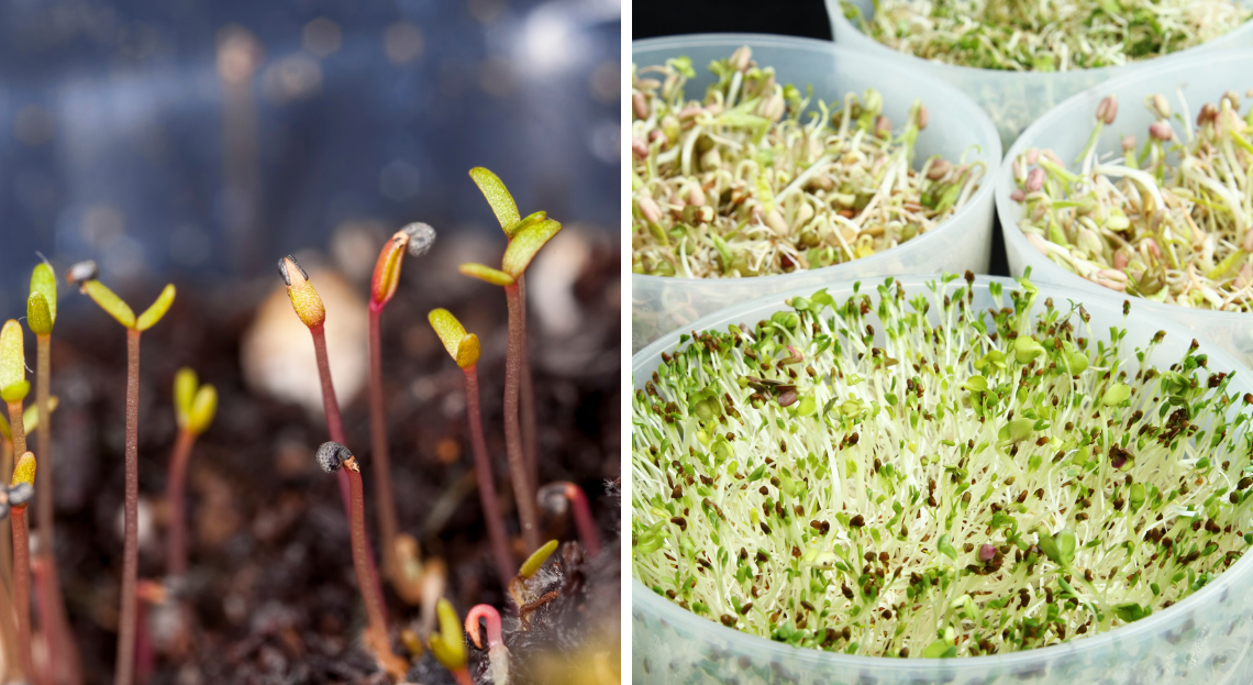 Comment accélérer la germination des graines de graminées (7 conseils)