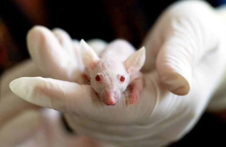 astuces pour tuer les rats