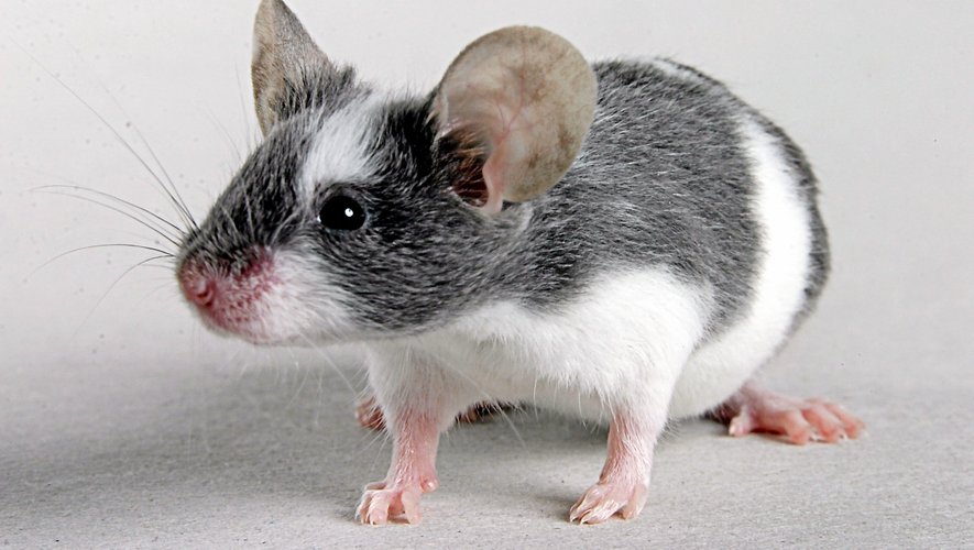 Comment se débarrasser des souris