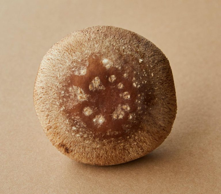 antimousse bio