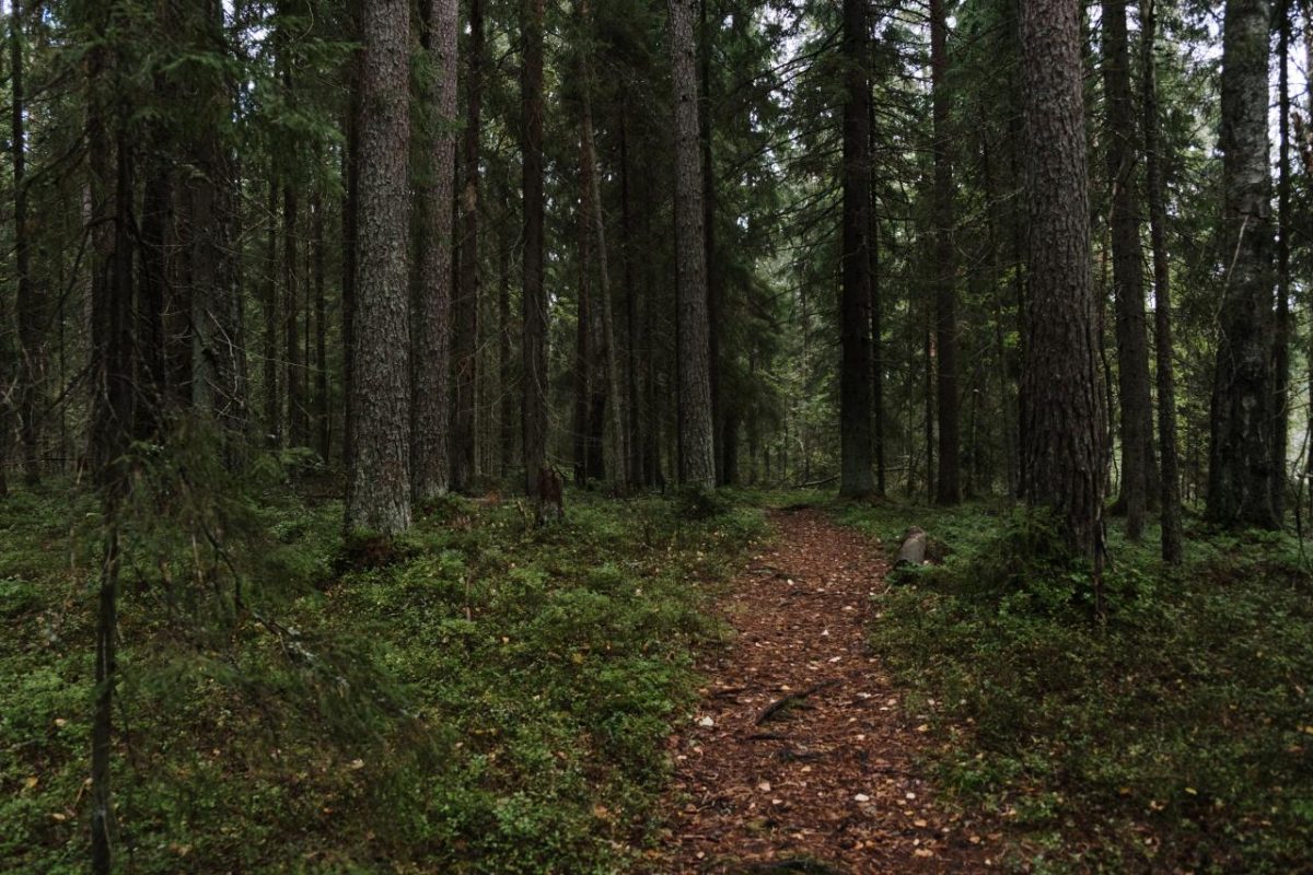 mur en tasseau de bois