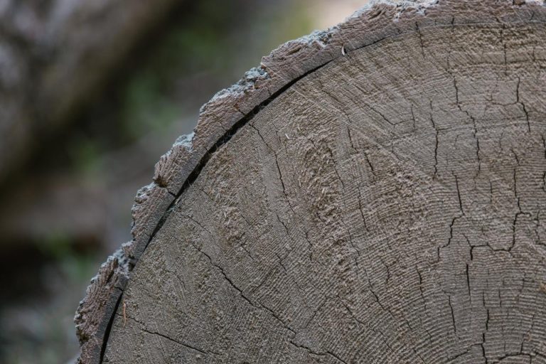 buche compressée