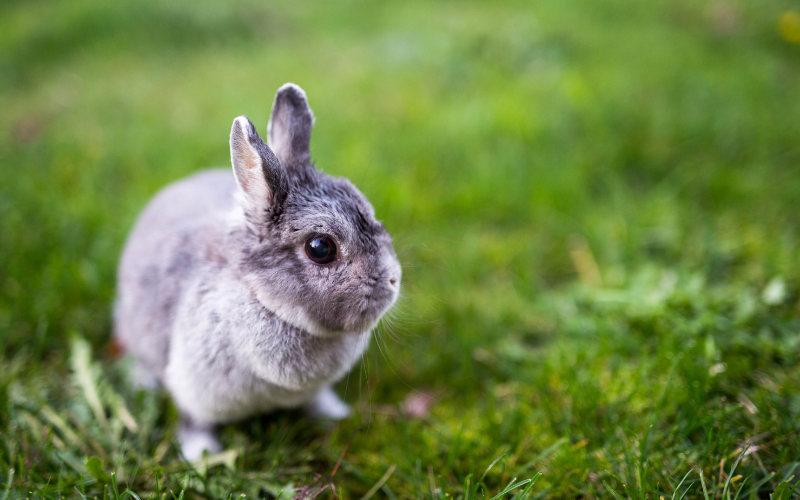 Quels sont les effets du caca de lapin sur la pelouse ?