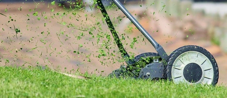 Qu’est-ce que l’herbe des Bermudes? (Et comment le faire pousser)