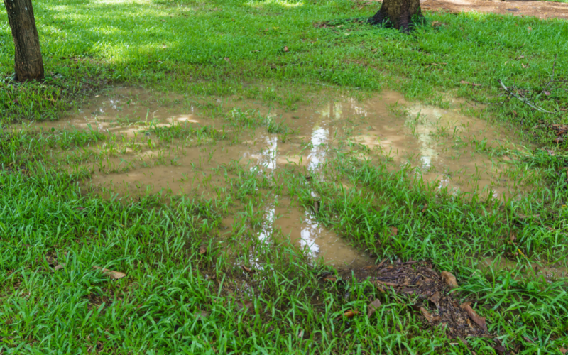 Comment remédier à un sol hydrophobe dans les pelouses