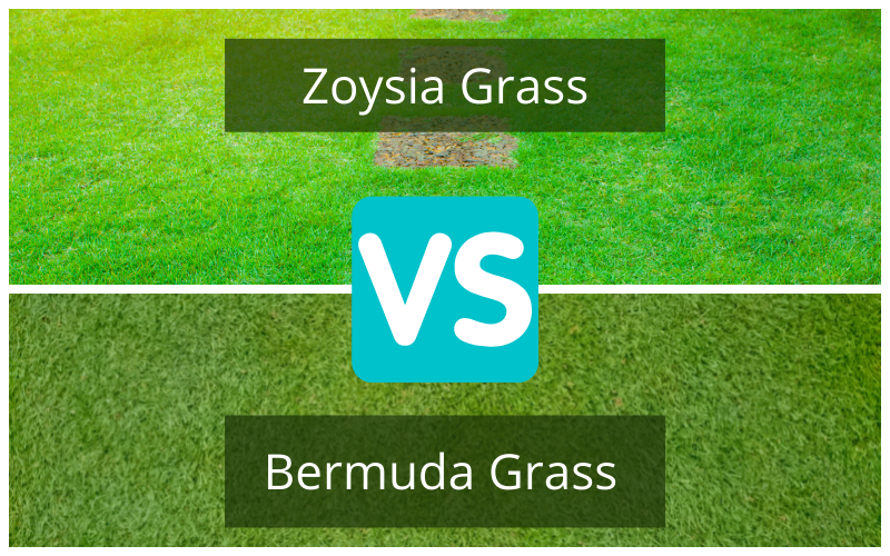 Gazon Zoysia vs Bermudes