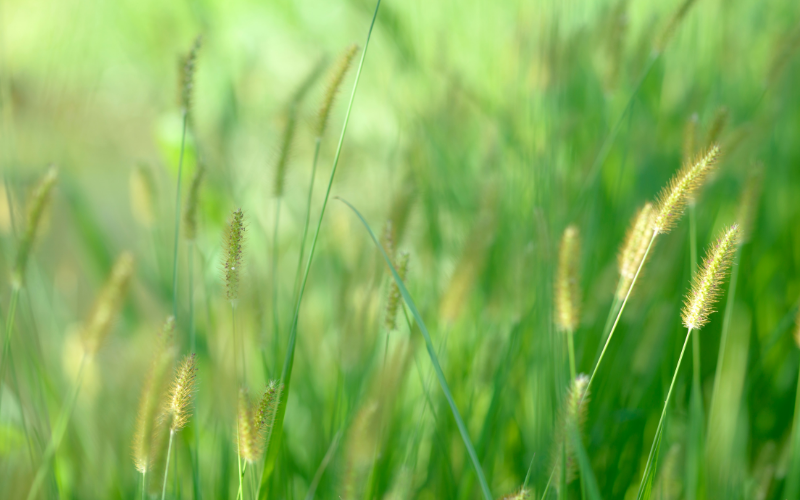 Les mauvaises herbes qui ressemblent au blé