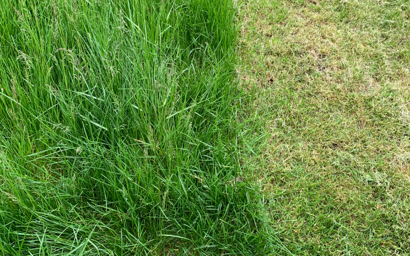 Comment empêcher l'herbe de pousser rapidement