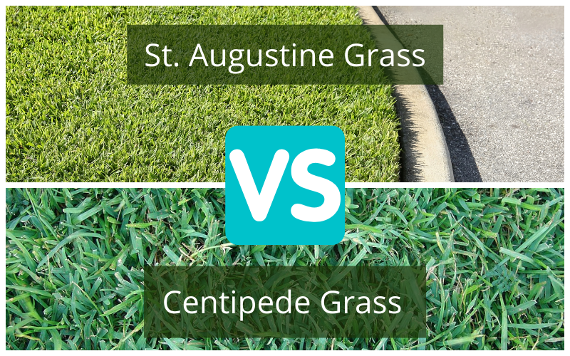 Comparaison des gazons : Mille-pattes et St. Augustin