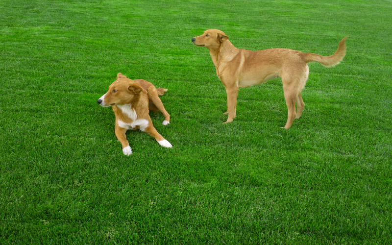 Combien de temps faut-il laisser votre chien loin de la pelouse après une fertilisation ?