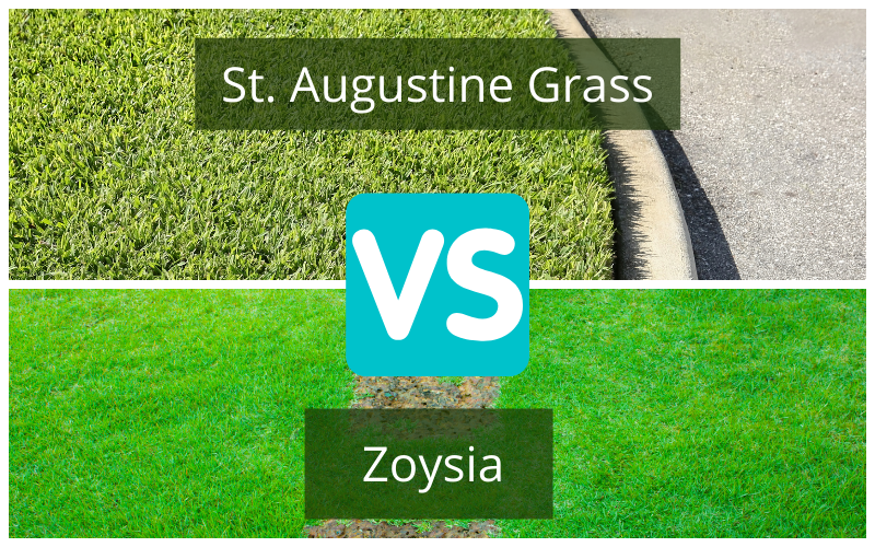 Zoysia vs St. Augustine Grass