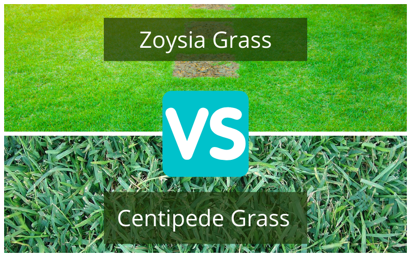 Zoysia vs japonaise Grass (comparaison de gazon)