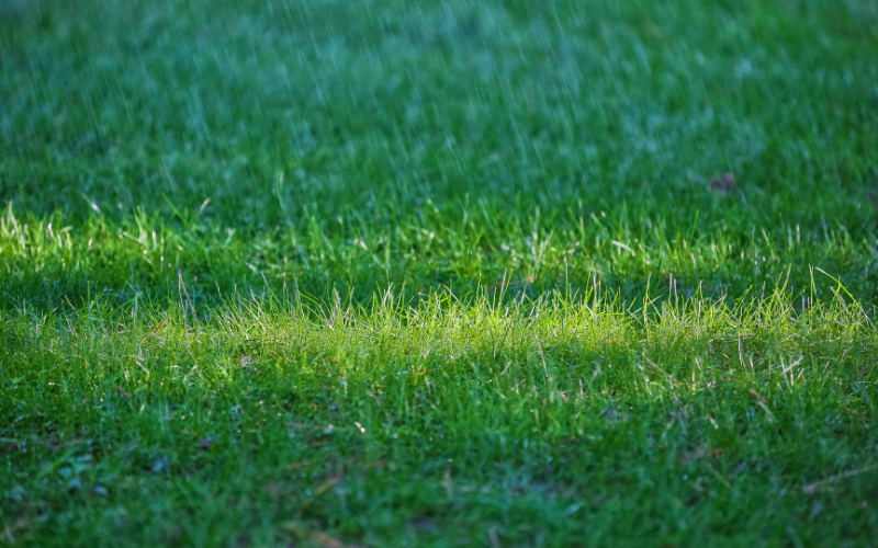 L'ombre peut affecter la durée de vie de l'herbe