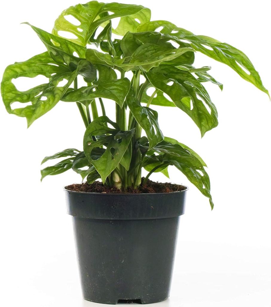 Comment prendre soin d&rsquo;une plante Monstera deliciosa 
