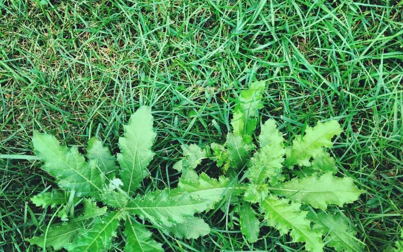 Peut-on utiliser du bicarbonate de soude pour lutter contre les mauvaises herbes dans la cour ?