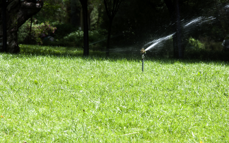 La disponibilité de l'eau est importante pour la durée de vie de l'herbe