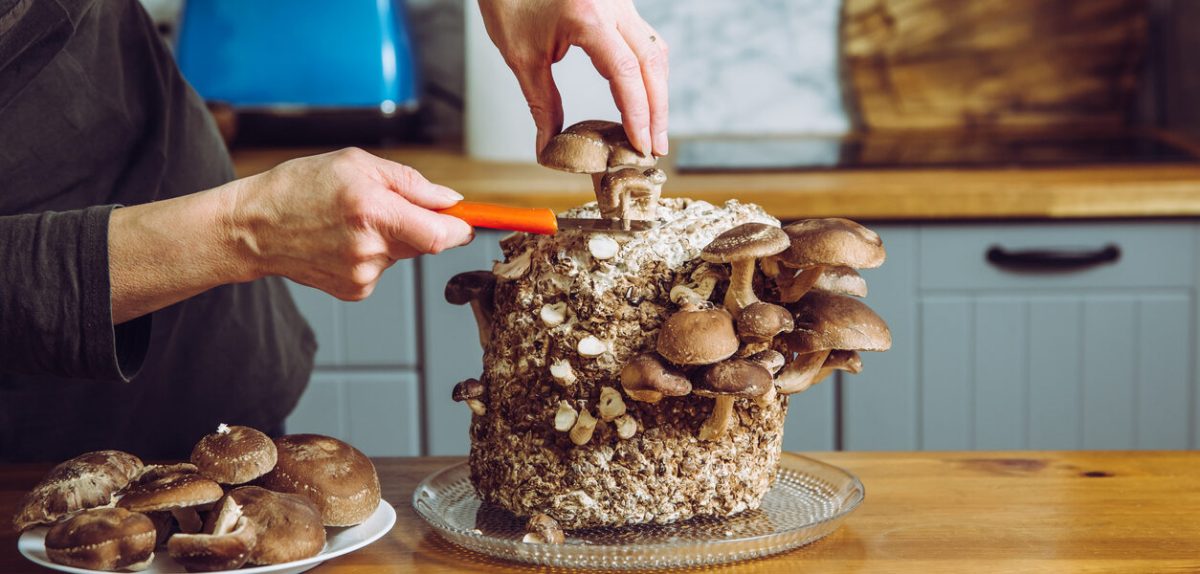 kit-de-champignon-a-la-maison