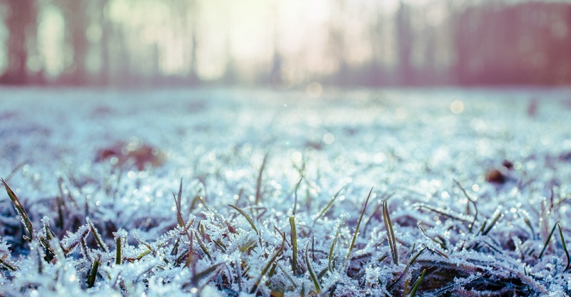 Le gel peut faire des ravages sur l'herbe fraîchement coupée et provoquer de nombreuses maladies du gazon