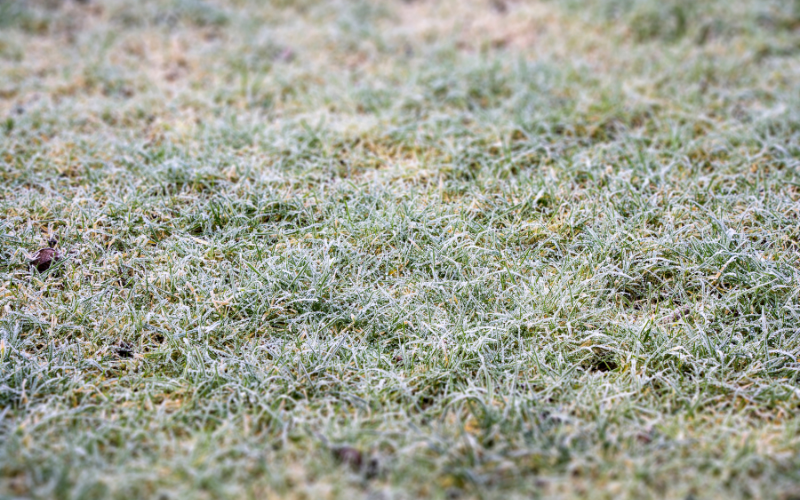 Comment le gel peut-il endommager l'herbe fraîchement coupée ?