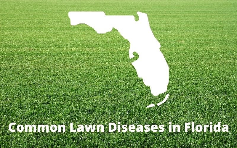 Maladies courantes des pelouses en Floride