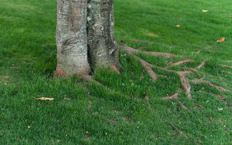 Comment empêcher les racines d'arbres de pousser dans la pelouse
