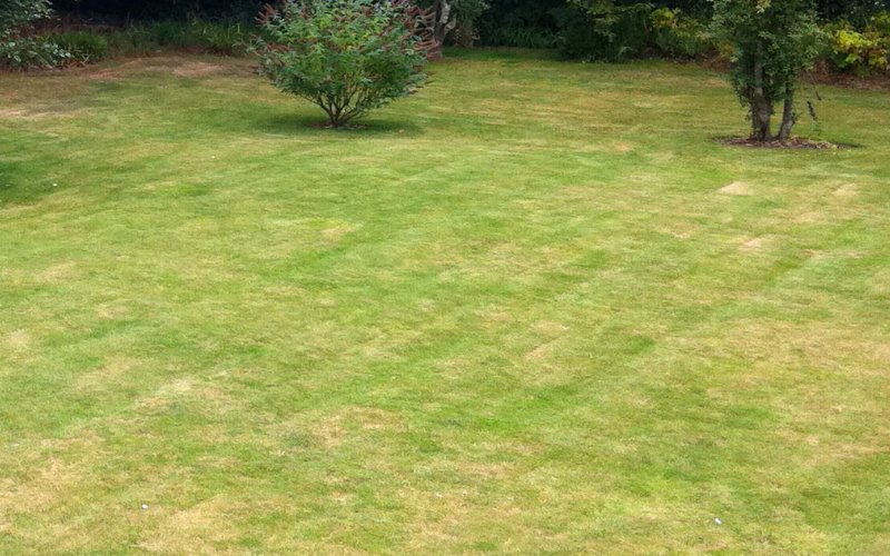 Comment savoir si votre pelouse a besoin de chaux
