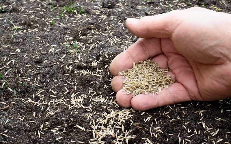 Comment planter des graines de gazon sur de la terre dure 
