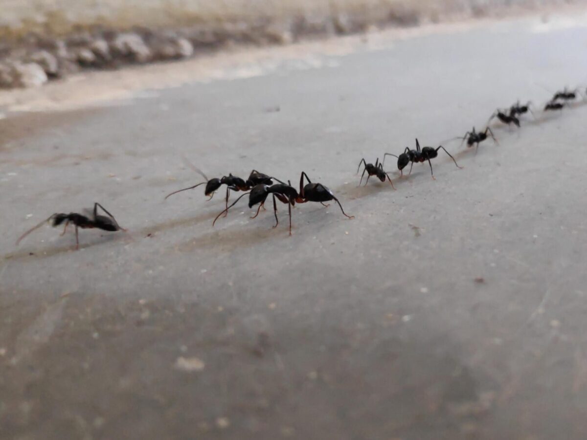 Comment se débarrasser des fourmis dans la salle de bain efficacement ?