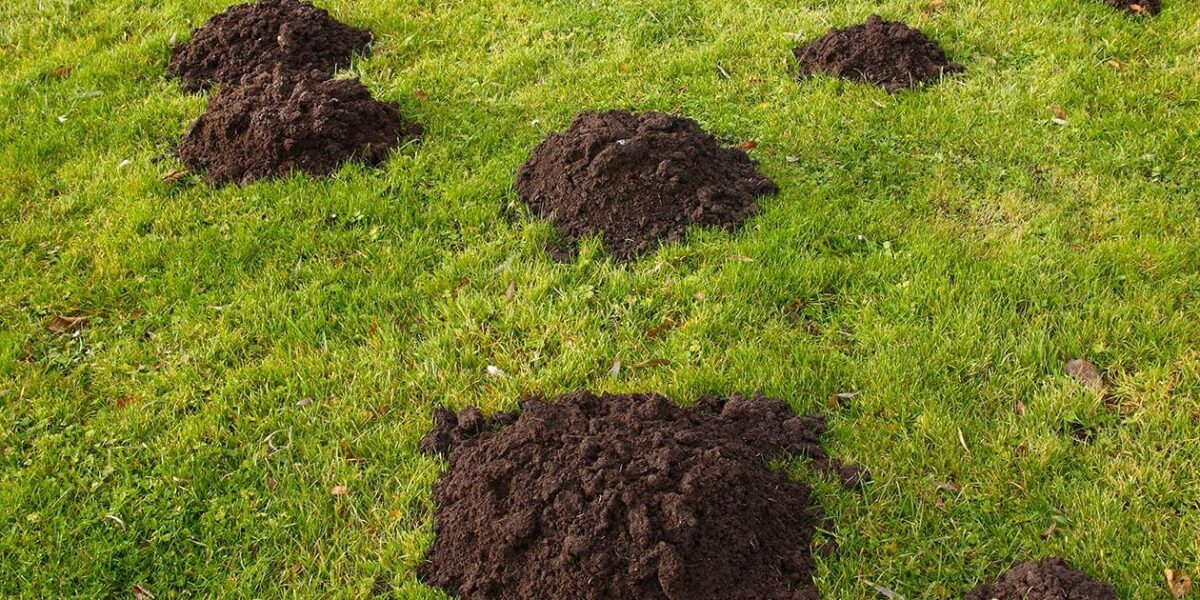 Comment se débarrasser des taupes efficacement et naturellement