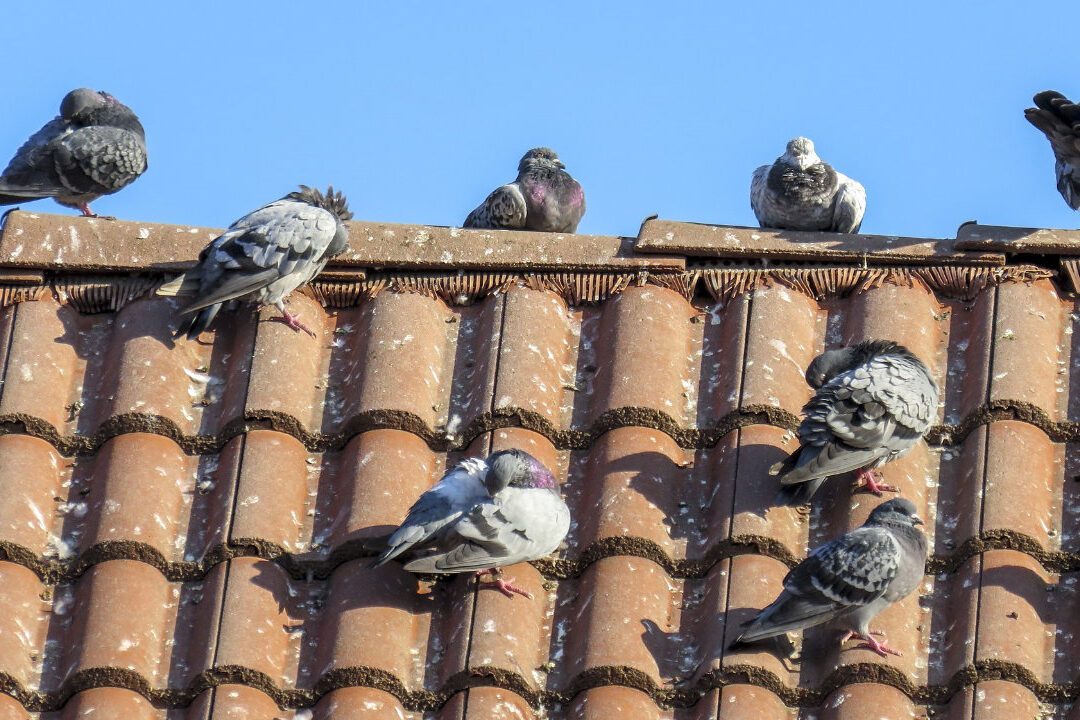 Comment se débarrasser des oiseaux indésirables dans votre jardin