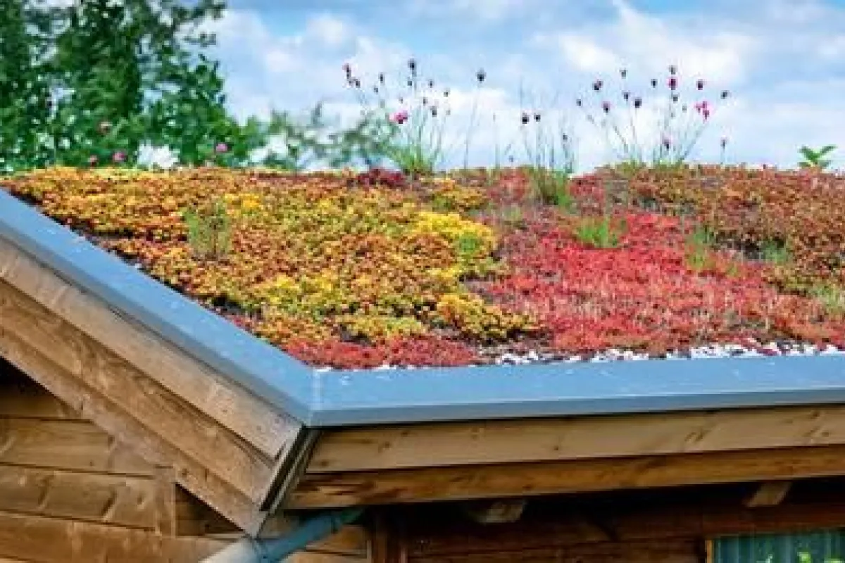 Choisir la meilleure plante pour un toit terrasse