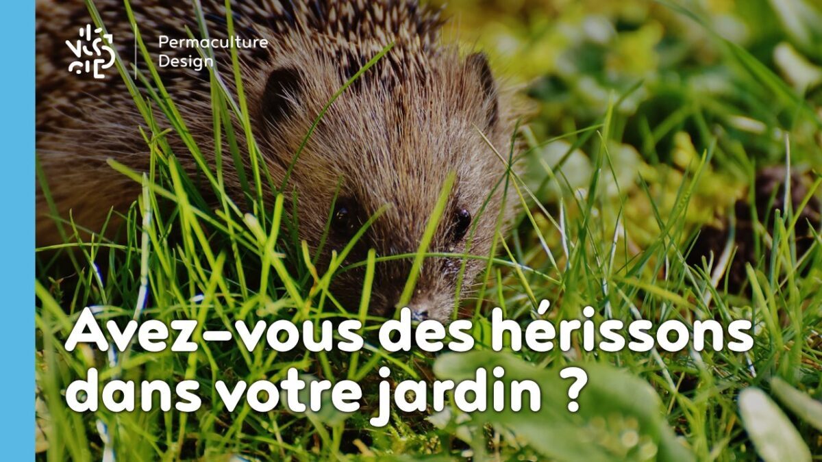 Comment reconnaitre les crottes de hérisson ?