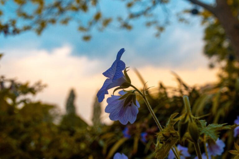 fleur en e