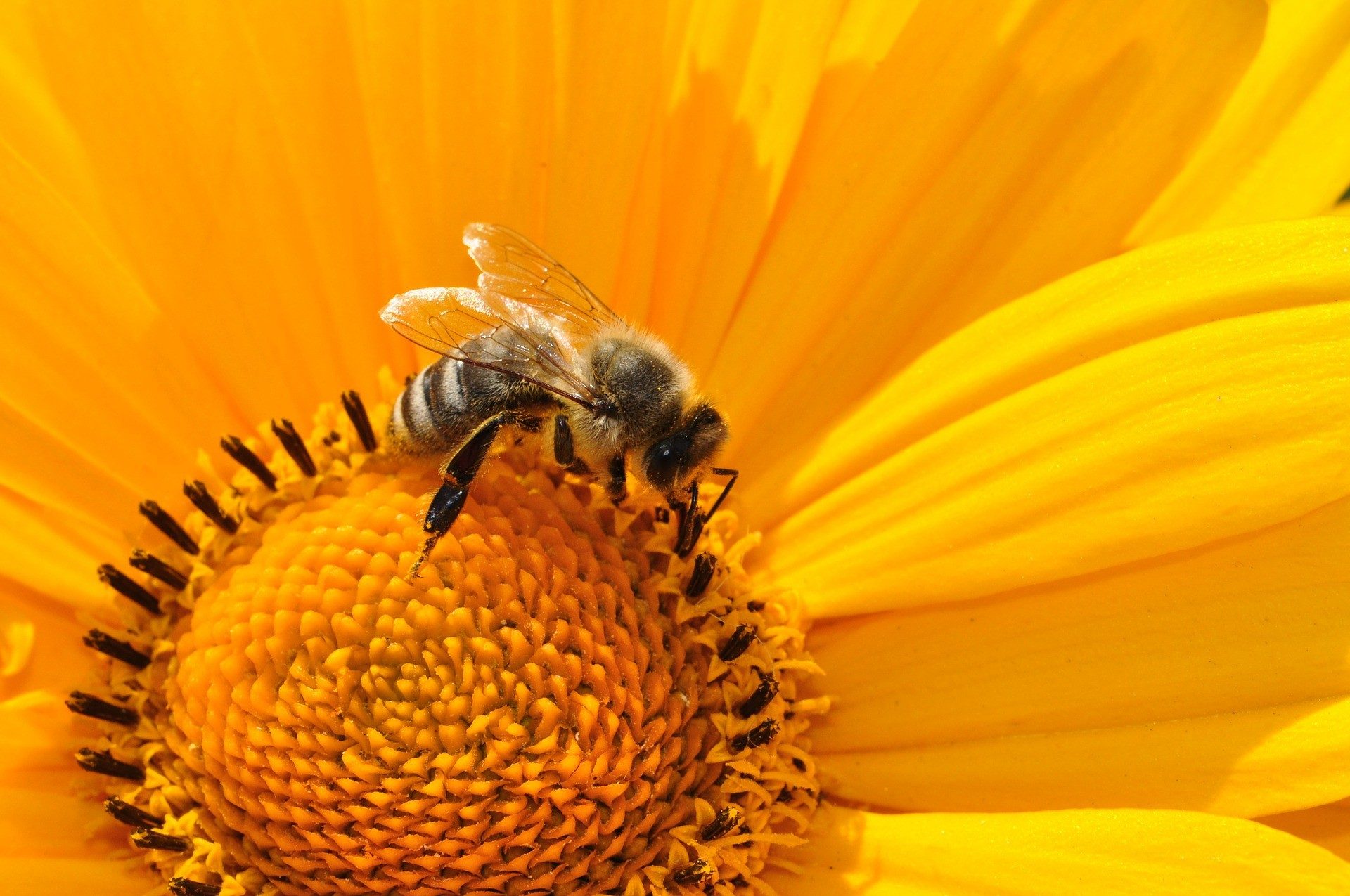 Biodiversité : attirer les abeilles au jardin