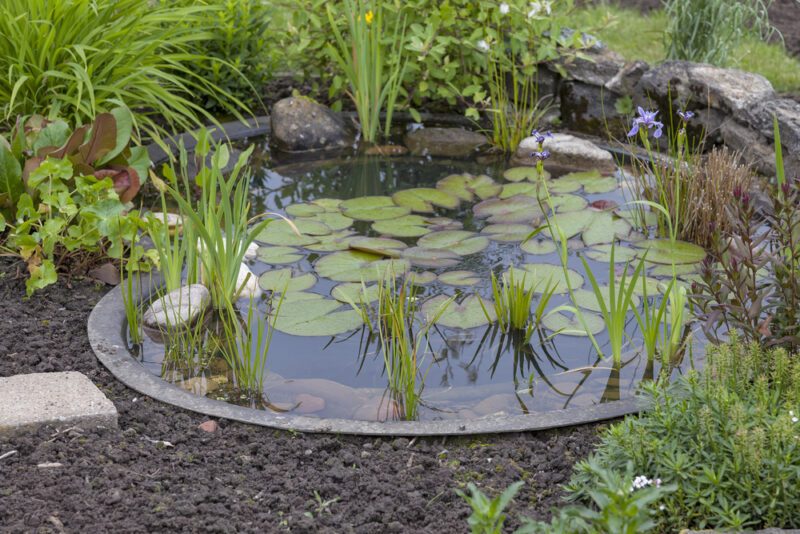 Créer un bassin de jardin éco-responsable