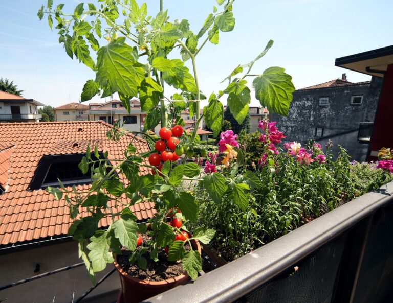 Cultiver un potager sur son balcon