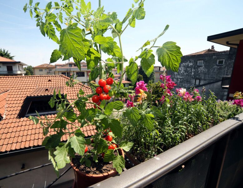 Cultiver un potager sur son balcon