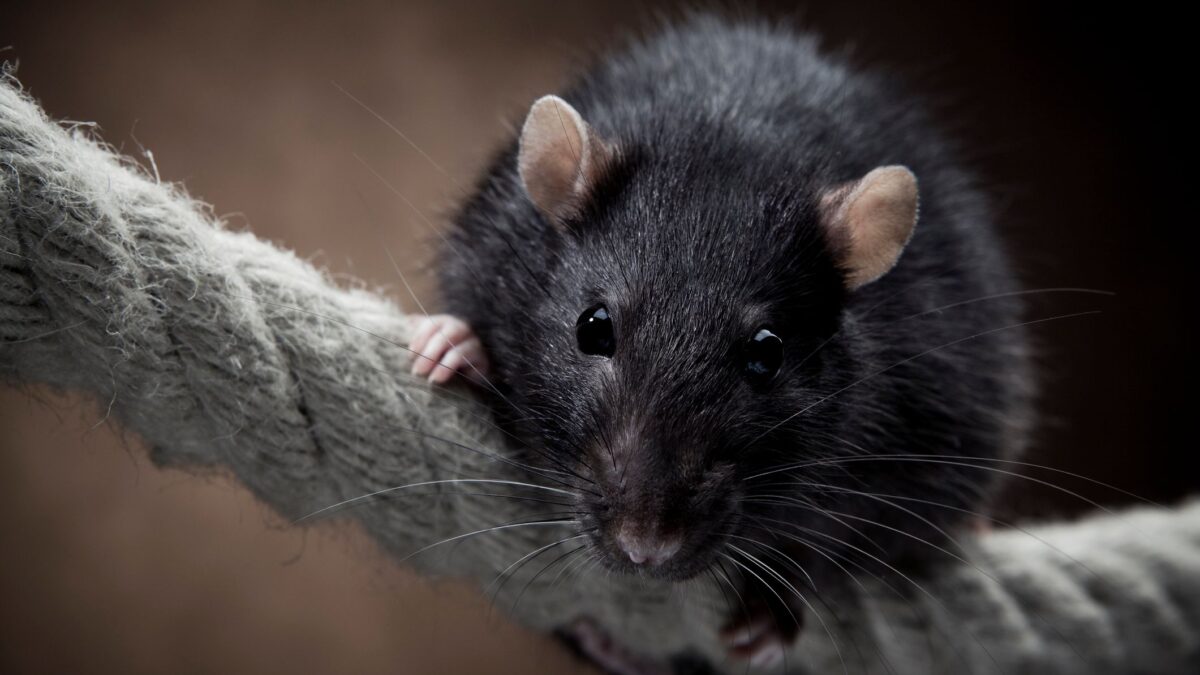 Comment se débarrasser des rats avec une recette de grand-mère éprouvée ?
