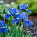 Comment cultiver et entretenir l’iris bleu dans votre jardin?