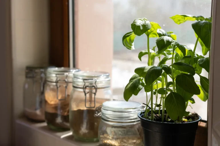 Comment éclairer efficacement votre plante d'intérieur ?