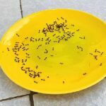 Comment fabriquer un piège à fourmis efficace maison ?