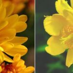 Comment identifier et cultiver des fleurs jaunes sauvages dans votre jardin?