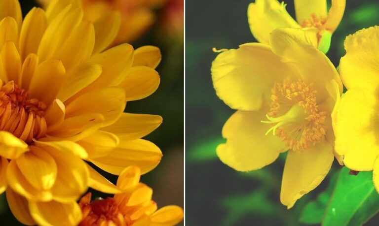 Comment identifier et cultiver des fleurs jaunes sauvages dans votre jardin?