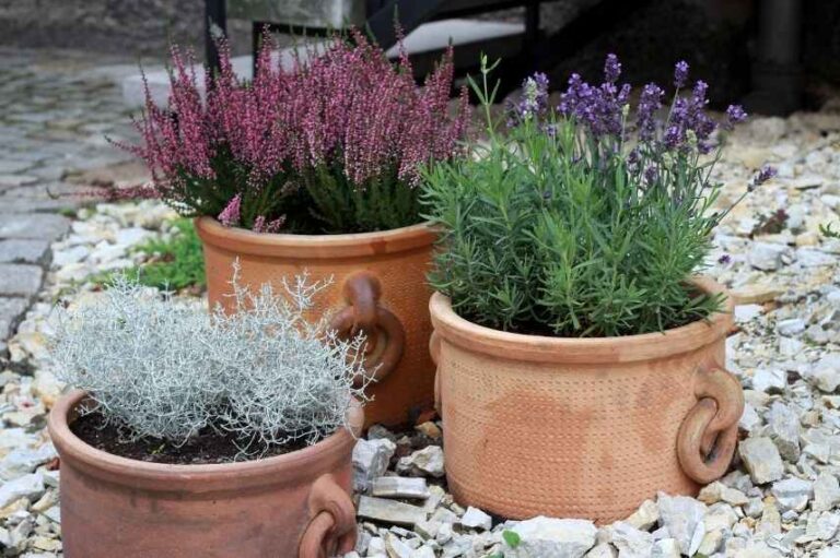 Comment prendre soin de votre Calocephalus en pot ?
