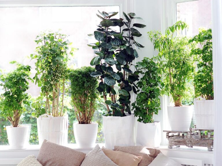 Comment prendre soin de votre belle plante d'intérieur ?