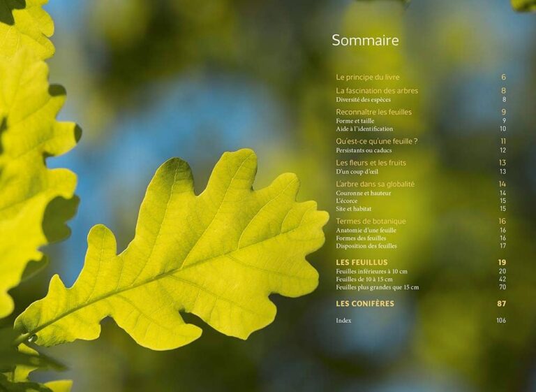 Reconnaître les arbres par leurs feuilles : Guide illustré avec photos.