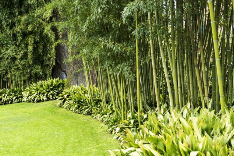 Comment créer une haie de bambou pour votre jardin ?